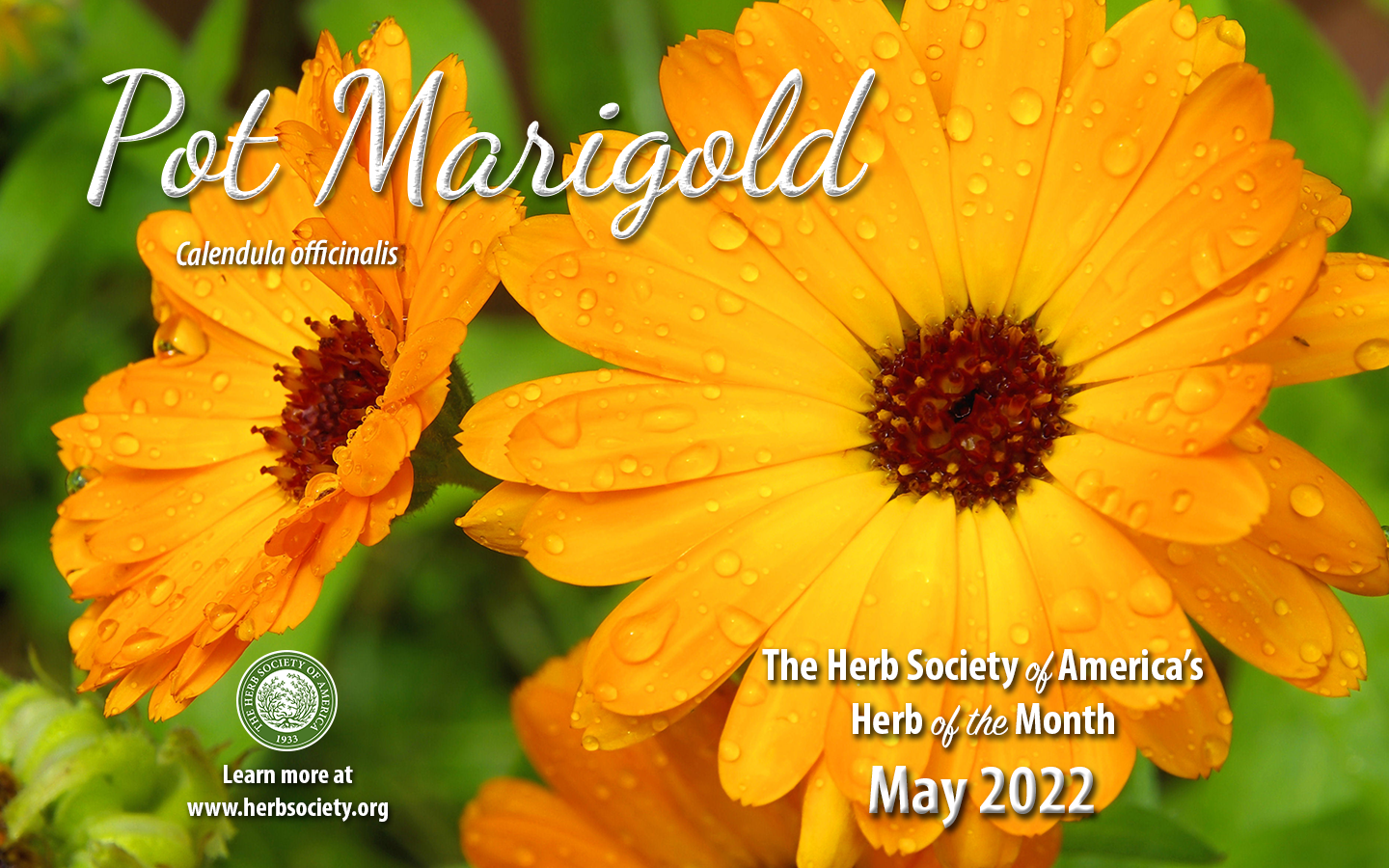 Herb of the Week is Calendula officinalis (Pot Marigold). Also